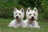 WESTIE 458